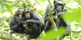 8 Days Great Apes Safari